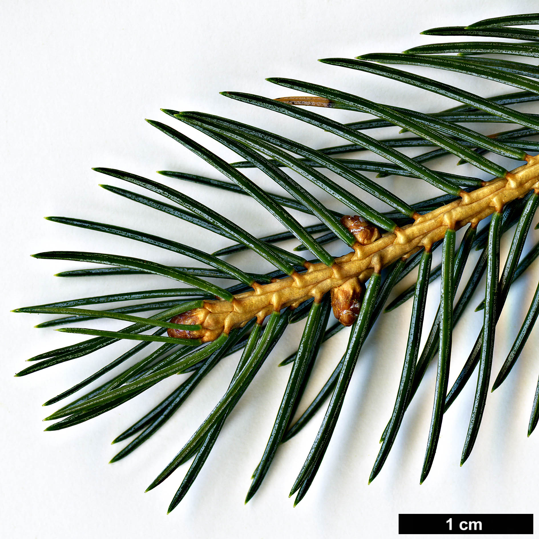 High resolution image: Family: Pinaceae - Genus: Picea - Taxon: alcoquiana - SpeciesSub: var. acicularis High resolution image: Family: Pinaceae - Genus: Picea - Taxon: alcoquiana - SpeciesSub: var. acicularis